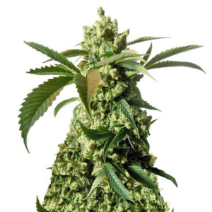 Laughing Buddha fem (Barney's Farm) семена конопли