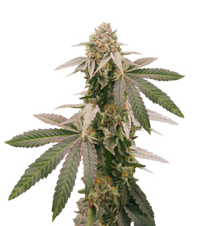 Heavy Kickers Mix fem (Herbies Seeds) семена конопли — изображение 6