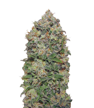Female Collection #2 fem (00 Seeds) семена конопли — изображение 4
