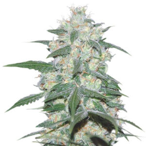 Pakistan Valley fem (World of Seeds) семена конопли