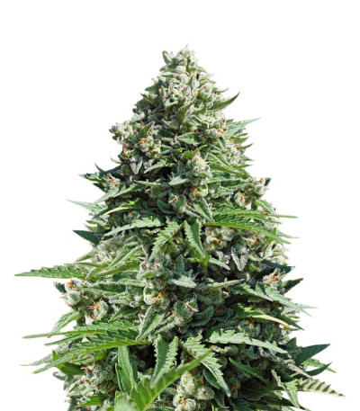 Royal Gorilla Automatic fem (RQS) семена конопли
