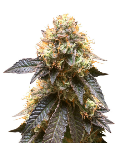 Fem Mix Pack #1 fem (Herbies Seeds) семена конопли — изображение 6