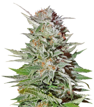 Super Lemon Haze Auto fem (GHS) семена конопли