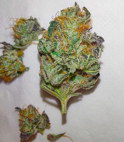 Super Lemon Haze x GMO fem (GHS) семена конопли — изображение 3