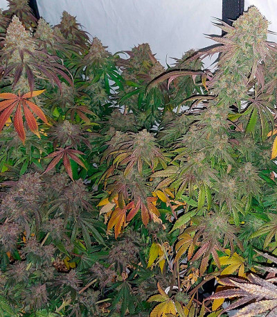 Super Lemon Haze x GMO fem (GHS) семена конопли — изображение 4