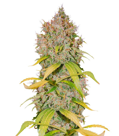 Super Lemon Haze x GMO fem (GHS) семена конопли