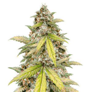 Zkittlez Auto fem (FastBuds) семена конопли