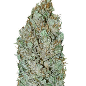Royal Gorilla fem (RQS) семена конопли