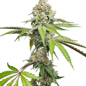 Triple G fem (RQS) семена конопли