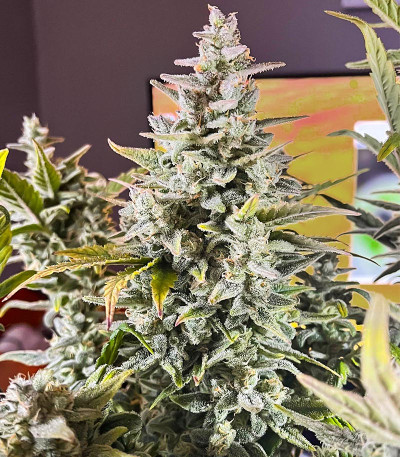 Green Gelato Automatic fem (RQS) семена конопли — изображение 5