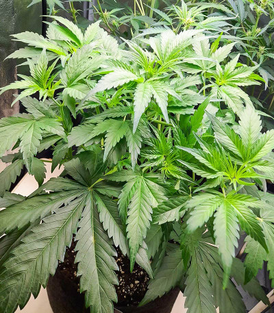 Green Gelato Automatic fem (RQS) семена конопли — изображение 9