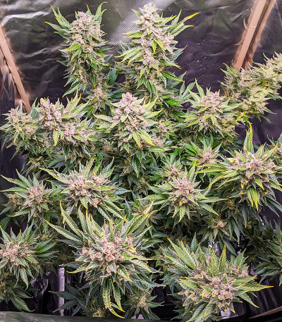 Green Gelato Automatic fem (RQS) семена конопли — изображение 4