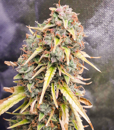 Green Gelato Automatic fem (RQS) семена конопли — изображение 8