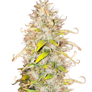 Green Gelato Automatic fem (RQS) семена конопли