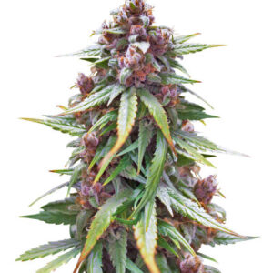 CBD Apple Betty Auto fem (Herbies Seeds) семена конопли