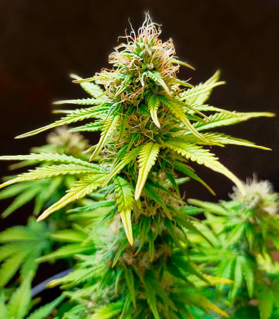 CBD Lemon Auto fem (Herbies Seeds) семена конопли — изображение 3