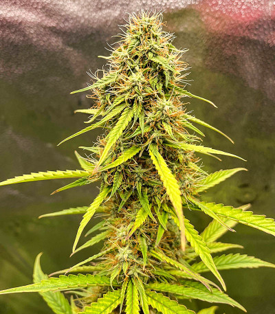 CBD Lemon Auto fem (Herbies Seeds) семена конопли — изображение 4