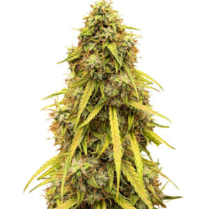 CBD Lemon Auto fem (Herbies Seeds) семена конопли