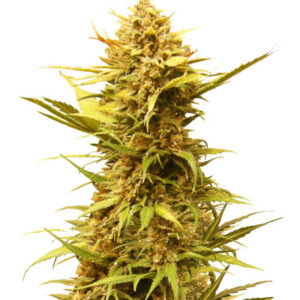 Critical XXL Auto fem (Herbies Seeds) семена конопли