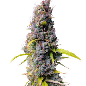Northern Lights Auto fem (Herbies Seeds) семена конопли