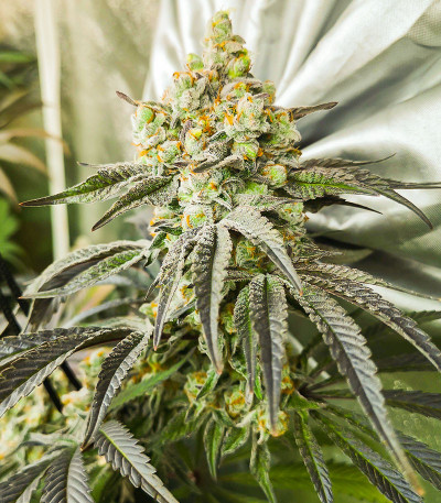 Banana Punch fem (Barney's Farm) семена конопли — изображение 3