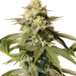 Orange Sherbet FF fem (FastBuds) семена конопли