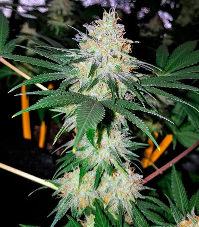 Bubblelicious fem (Nirvana Seeds) семена конопли — изображение 3