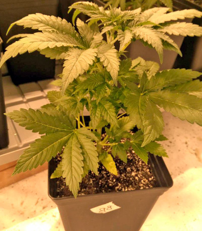 Bubblelicious fem (Nirvana Seeds) семена конопли — изображение 4