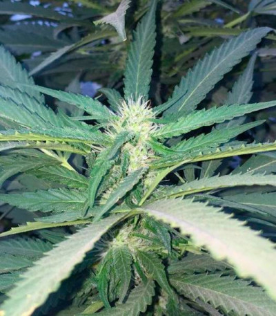 Sugar Candy fem (Delicious Seeds) семена конопли — изображение 4