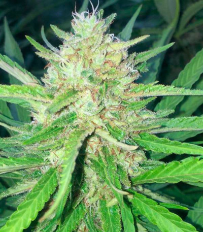 Sugar Candy fem (Delicious Seeds) семена конопли — изображение 5