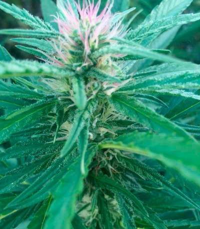 Sugar Candy fem (Delicious Seeds) семена конопли — изображение 3
