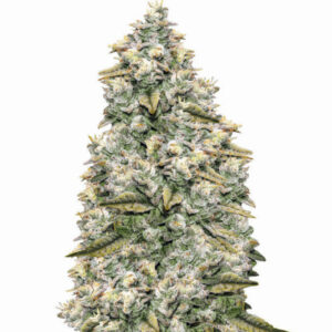Bay Burger Early Version fem (Delicious Seeds) семена конопли