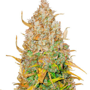 GMO Auto fem (Barney's Farm) семена конопли