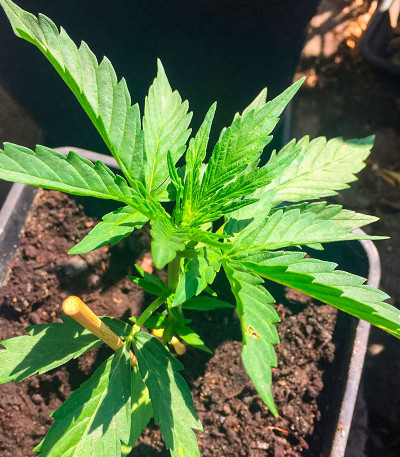 GMO Auto fem (Barney's Farm) семена конопли — изображение 5
