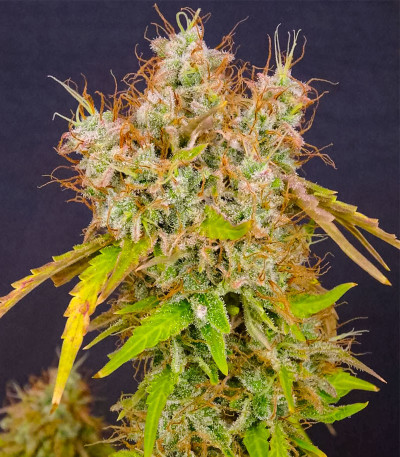 GMO Auto fem (Barney's Farm) семена конопли — изображение 6