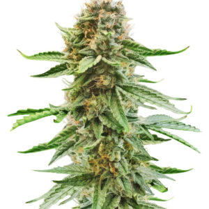 Also Know 47 Autoflower fem (Seedkeepers) семена конопли