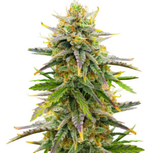 Sour Diesel Autoflower fem (Seedkeepers) семена конопли