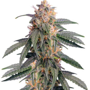 Ghost Chem OG Autoflower fem (Seedkeepers) семена конопли