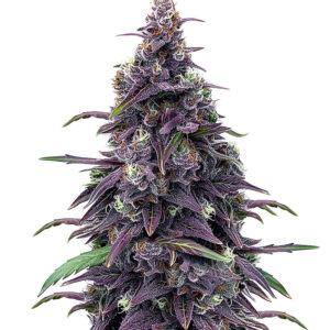 Keepers OG Autoflower fem (Seedkeepers) семена конопли