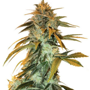 RudeBoi OG F1 fem (Seedkeepers) семена конопли