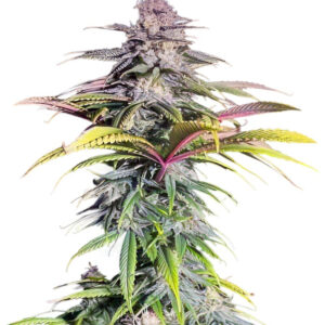 Sour MAC F1 fem (Seedkeepers) семена конопли