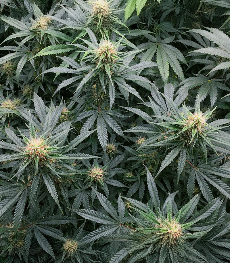 Northern Lights 10 of 10 fem (Seedkeepers) семена конопли — изображение 3
