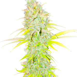 Candy Kush Fast Version fem (Easy Grow Seeds) семена конопли
