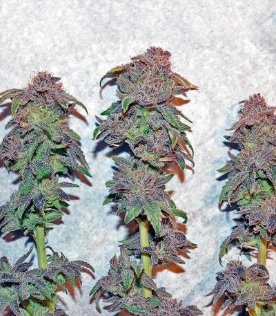 10TH Planet R1 fem (Ethos Genetics) семена конопли — изображение 5