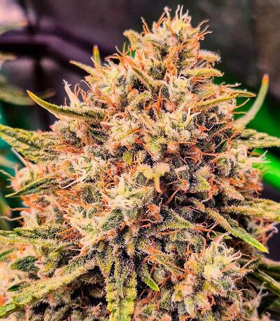 10TH Planet R1 fem (Ethos Genetics) семена конопли — изображение 2