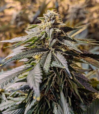 10TH Planet R1 fem (Ethos Genetics) семена конопли — изображение 6
