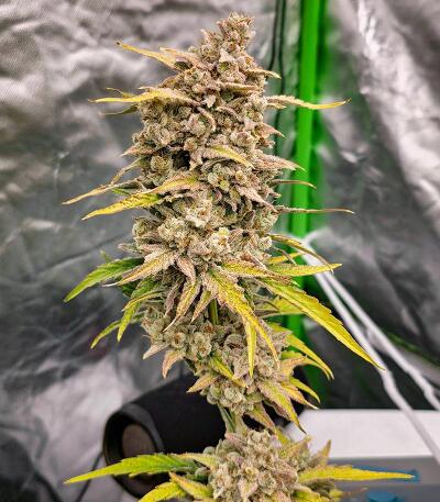 Banana Jealousy Auto RF3 fem (Ethos Genetics) семена конопли — изображение 2