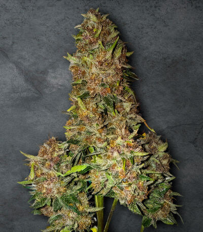 Cherry Cola Auto RF3 fem (FastBuds) семена конопли — изображение 5