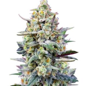 Cherry Cola Auto RF3 fem (FastBuds) семена конопли