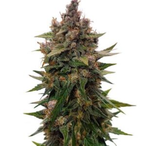 Frostbanger Auto F4 fem (FastBuds) семена конопли